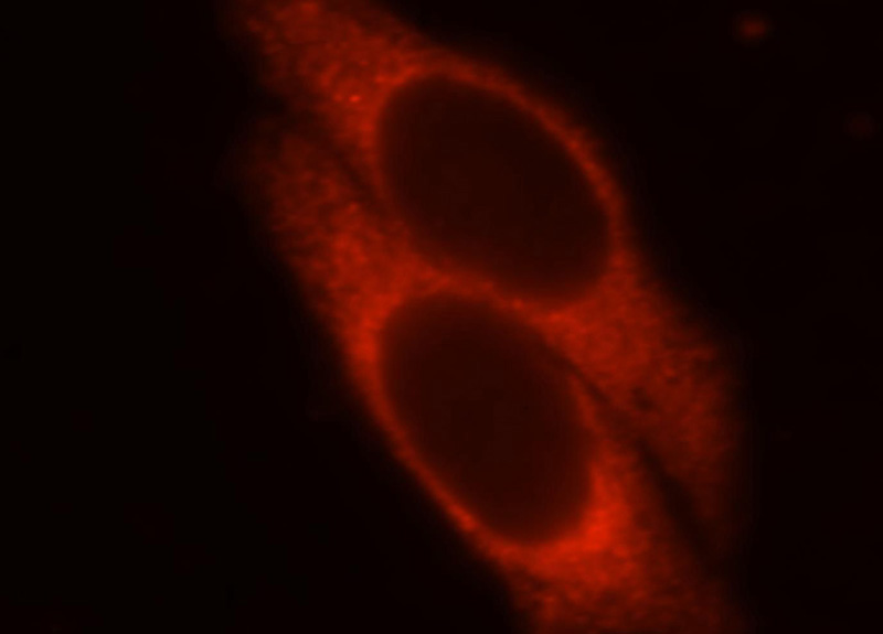 Immunofluorescent analysis of HepG2 cells, using UBE2U antibody Catalog No:116538 at 1:25 dilution and Rhodamine-labeled goat anti-rabbit IgG (red).