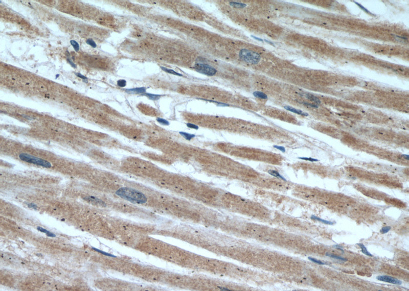 Immunohistochemical of paraffin-embedded human heart using Catalog No:115078(SEC23IP antibody) at dilution of 1:50 (under 40x lens)