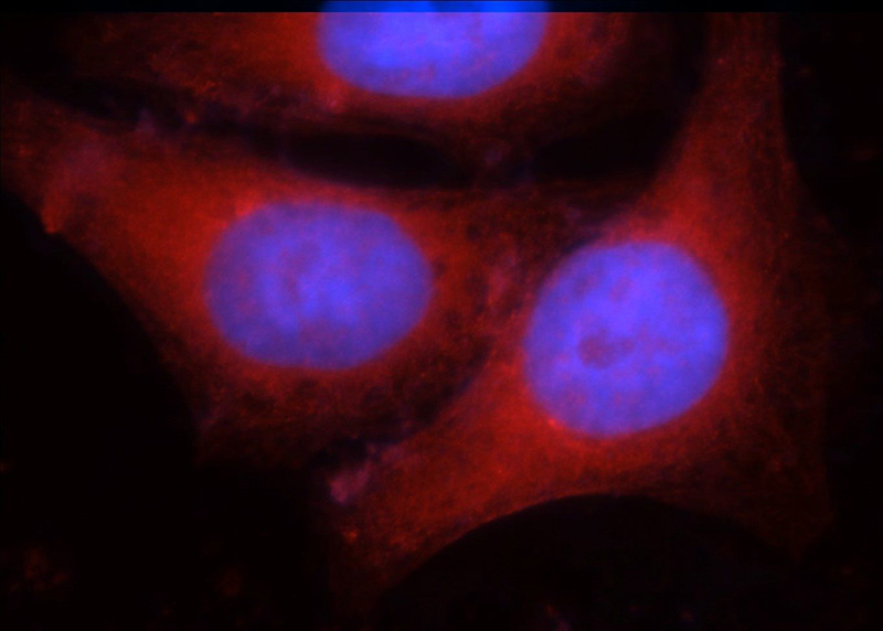 Immunofluorescent analysis of HepG2 cells using Catalog No:111601(IDH1 Antibody) at dilution of 1:25 and Rhodamine-Goat anti-Rabbit IgG