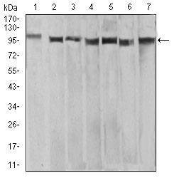 Fig3: Western blot analysis of XRN2 on different cell lysate using anti-XRN2 antibody at 1/1,000 dilution.; Positive control:; Lane 1: Raw264.7; Lane 2: HEK293; Lane 3: NTERA-2; Lane 4: LNcap; Lane 5: HepG2; Lane 6: HEK293; Lane 7: Hela