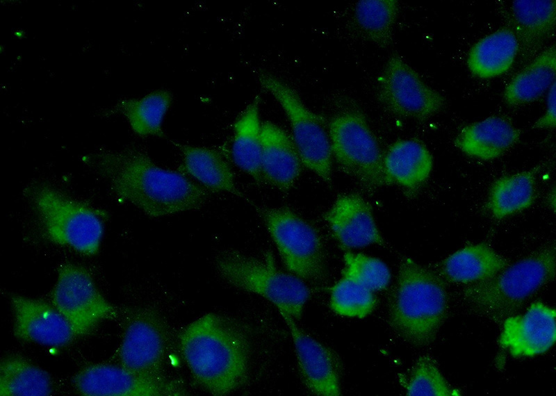 Immunofluorescent analysis of (-20oc Ethanol) fixed A431 cells using Catalog No:116018(TGFA Antibody) at dilution of 1:25 and Alexa Fluor 488-congugated AffiniPure Goat Anti-Rabbit IgG(H+L)