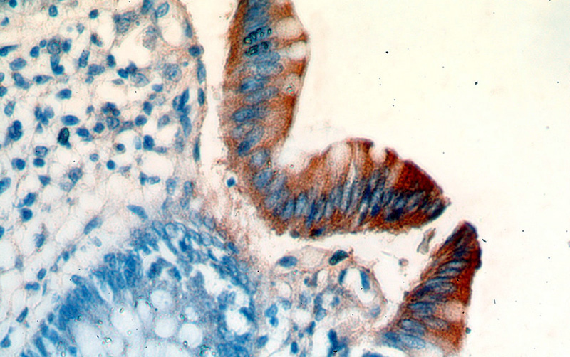 Immunohistochemical of paraffin-embedded human colon using Catalog No:113758(PCYOX1 antibody) at dilution of 1:50 (under 40x lens)