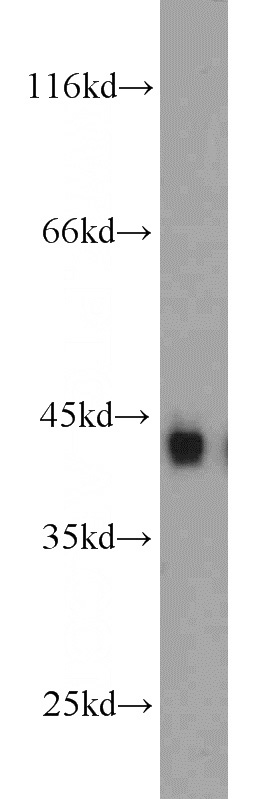mouse heart tissue were subjected to SDS PAGE followed by western blot with Catalog No:109542(CKM-Specific antibody) at dilution of 1:2000