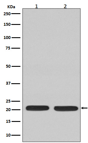 Western blot analysis of Ras expression in (1) C6 cell lysate; (2) Jurkat cell lysate.