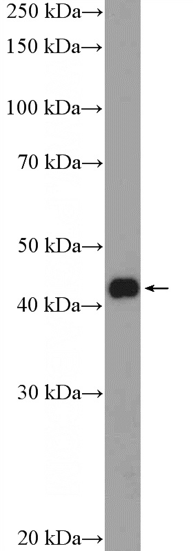MCF-7 cells were subjected to SDS PAGE followed by western blot with Catalog No:112080(KLF17 Antibody) at dilution of 1:300