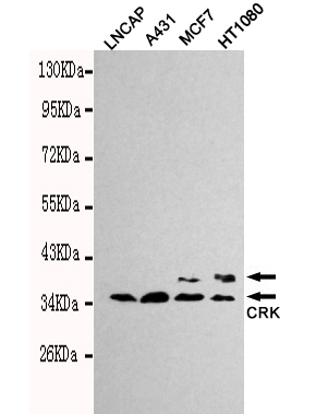 Western blot detection of CrkII in Lncap,A431,MCF7 and HT1080 cell lysates using CrkII mouse mAb (1:1000 diluted).Predicted band size: 34kDa.Observed band size: 34kDa.