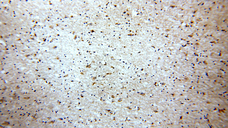 Immunohistochemical of paraffin-embedded human brain using Catalog No:109733(C1QTNF4 antibody) at dilution of 1:100 (under 10x lens)