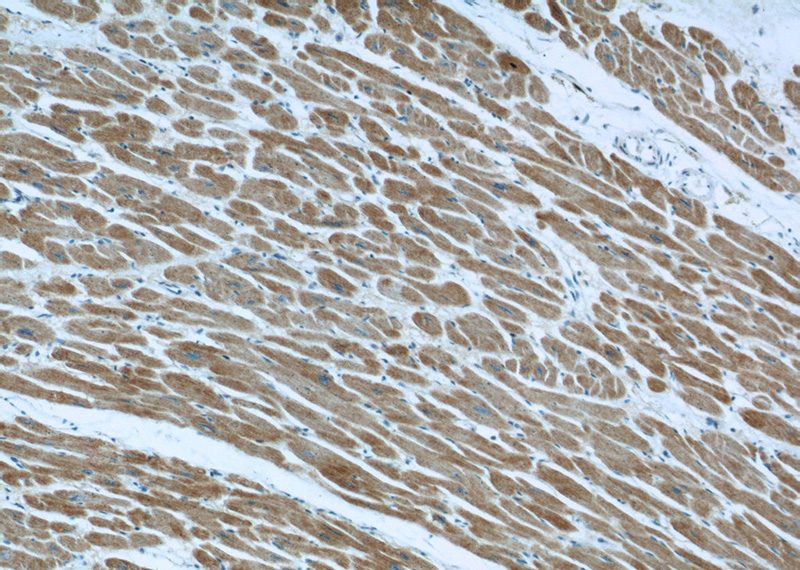 Immunohistochemical of paraffin-embedded human heart using Catalog No:113828(FXYD1 antibody) at dilution of 1:50 (under 10x lens)