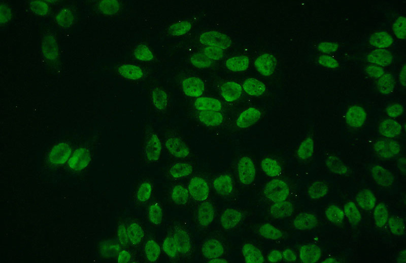 Immunofluorescent analysis of (10% Formaldehyde) fixed HeLa cells using Catalog No:111405(Histone H2A.z Antibody) at dilution of 1:50 and Alexa Fluor 488-congugated AffiniPure Goat Anti-Rabbit IgG(H+L)