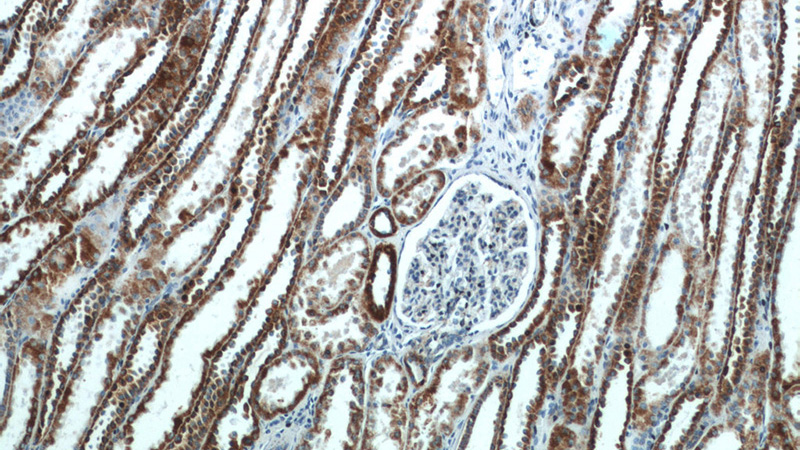 Immunohistochemistry of paraffin-embedded human kidney tissue slide using Catalog No:116637(UQCRFS1 Antibody) at dilution of 1:50 (under 10x lens)