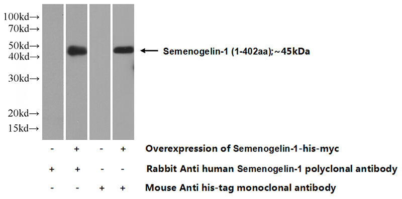 Transfected HEK-293 cells were subjected to SDS PAGE followed by western blot with Catalog No:115107(SEMG1 Antibody) at dilution of 1:1000