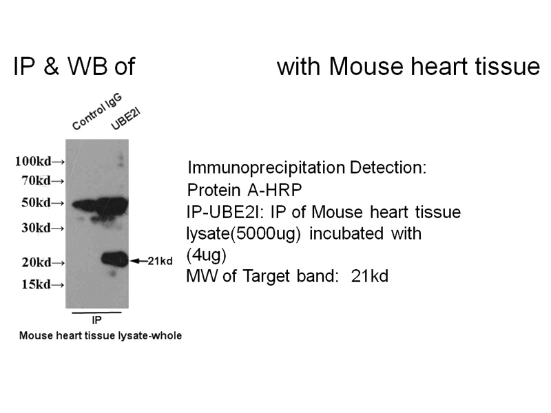 IP result of anti-UBE2I (Catalog No:116510 for IP and Detection) with mouse heart tissue lysate.