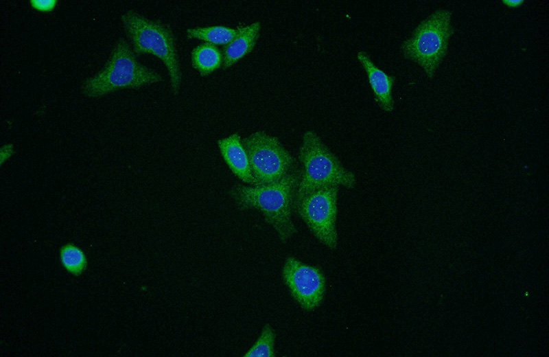 Immunofluorescent analysis of HepG2 cells using Catalog No:110356(ERGIC1 Antibody) at dilution of 1:50 and Alexa Fluor 488-congugated AffiniPure Goat Anti-Rabbit IgG(H+L)