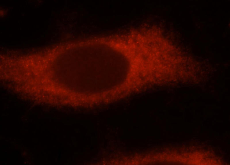 Immunofluorescent analysis of Hela cells, using NUDT10 antibody Catalog No:113354 at 1:25 dilution and Rhodamine-labeled goat anti-rabbit IgG (red).