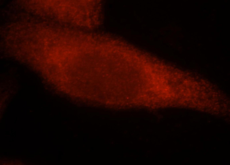 Immunofluorescent analysis of HepG2 cells, using IRF3 antibody Catalog No:111835 at 1:25 dilution and Rhodamine-labeled goat anti-rabbit IgG (red).