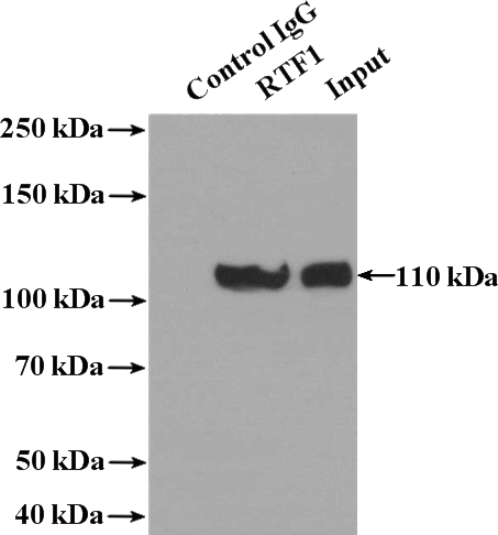 IP Result of anti-RTF1 (IP:Catalog No:114858, 4ug; Detection:Catalog No:114858 1:500) with HeLa cells lysate 2400ug.