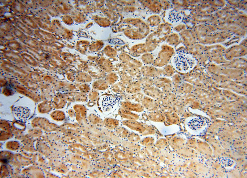 Immunohistochemical of paraffin-embedded human kidney using Catalog No:114500(RABL2A antibody) at dilution of 1:50 (under 10x lens)