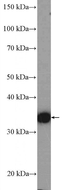 Neuro-2a cells were subjected to SDS PAGE followed by western blot with Catalog No:108335(ATOH1 Antibody) at dilution of 1:600