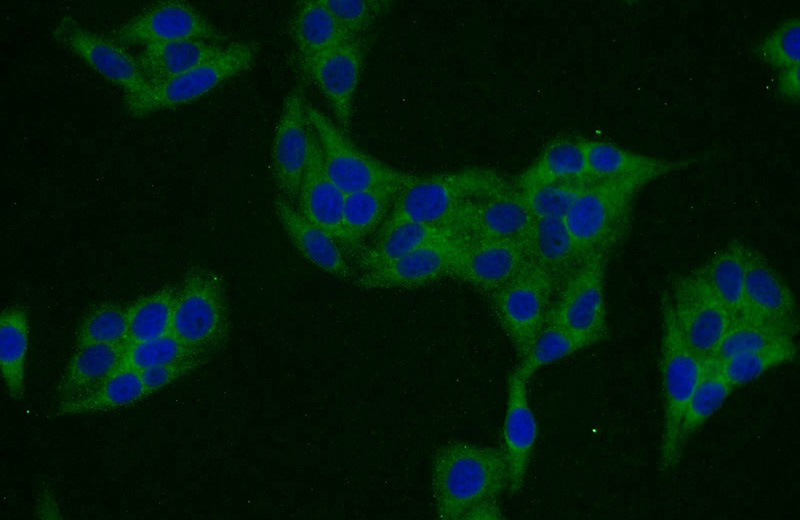 Immunofluorescent analysis of HepG2 cells using Catalog No:115128(SERF2 Antibody) at dilution of 1:25 and Alexa Fluor 488-congugated AffiniPure Goat Anti-Rabbit IgG(H+L)