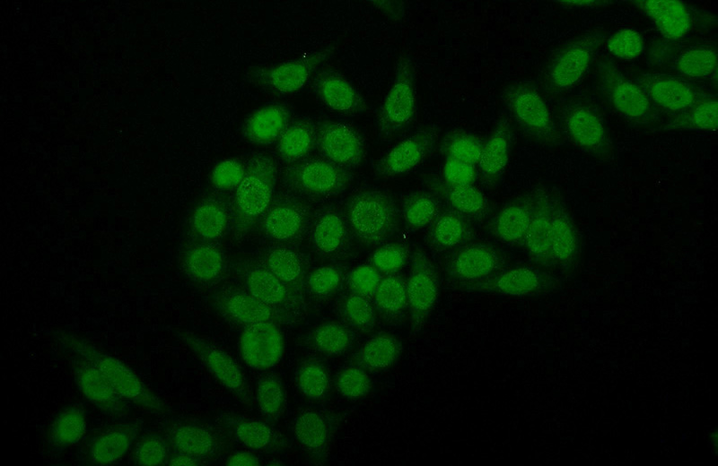 Immunofluorescent analysis of HeLa cells using Catalog No:109398(CLocK Antibody) at dilution of 1:50 and Alexa Fluor 488-congugated AffiniPure Goat Anti-Rabbit IgG(H+L)