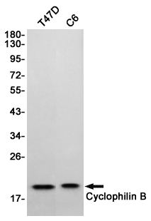Western blot detection of Cyclophilin B in T47D,C6 cell lysates using Cyclophilin B (6H1) Mouse mAb(1:1000 diluted).Predicted band size:21KDa.Observed band size:21KDa.