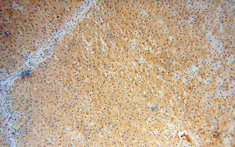 Immunohistochemical of paraffin-embedded human liver using Catalog No:110541(FBXL13 antibody) at dilution of 1:50 (under 10x lens)