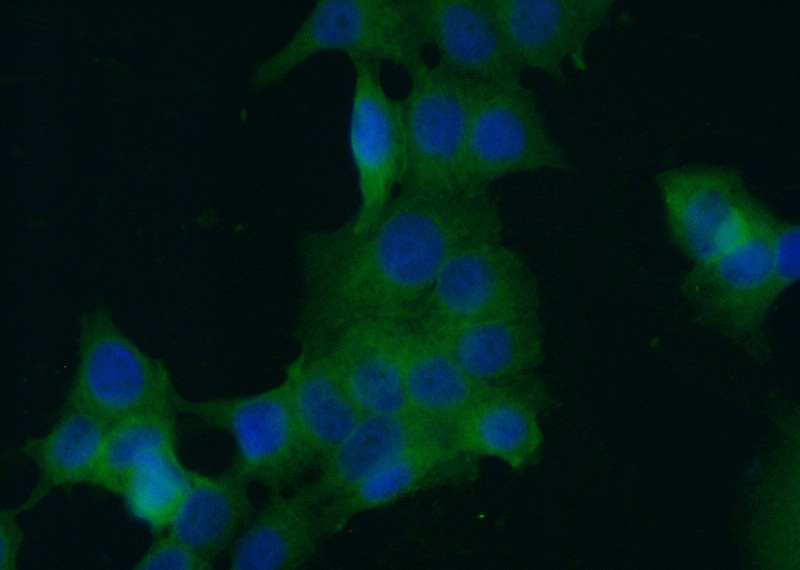 Immunofluorescent analysis of (-20oc Ethanol) fixed MCF-7 cells using Catalog No:107180(c-SRC Antibody) at dilution of 1:100 and Alexa Fluor 488-congugated AffiniPure Goat Anti-Mouse IgG(H+L)