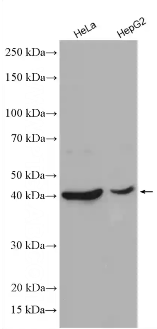 Various cell lysates were subjected to SDS PAGE followed by western blot with Catalog No:112523 (METTL9 antibody) at dilution of 1:1000 incubated at room temperature for 1.5 hours.