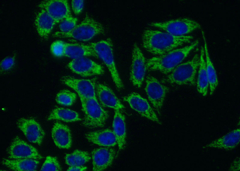 Immunofluorescent analysis of (-20oc Ethanol) fixed HepG2 cells using Catalog No:112356(LSS Antibody) at dilution of 1:50 and Alexa Fluor 488-congugated AffiniPure Goat Anti-Rabbit IgG(H+L)