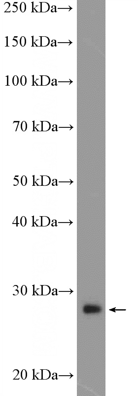 PC-3 cells were subjected to SDS PAGE followed by western blot with Catalog No:110110(DULLARD Antibody) at dilution of 1:300
