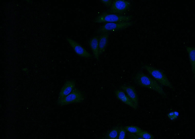 Immunofluorescent analysis of HepG2 cells using Catalog No:108029(APoc4 Antibody) at dilution of 1:25 and Alexa Fluor 488-congugated AffiniPure Goat Anti-Rabbit IgG(H+L)