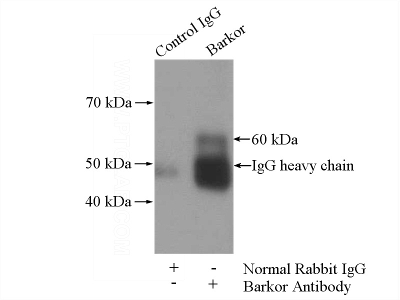 IP Result of anti-Barkor-Specific (IP:Catalog No:108361, 4ug; Detection:Catalog No:108361 1:500) with HeLa cells lysate 2800ug.