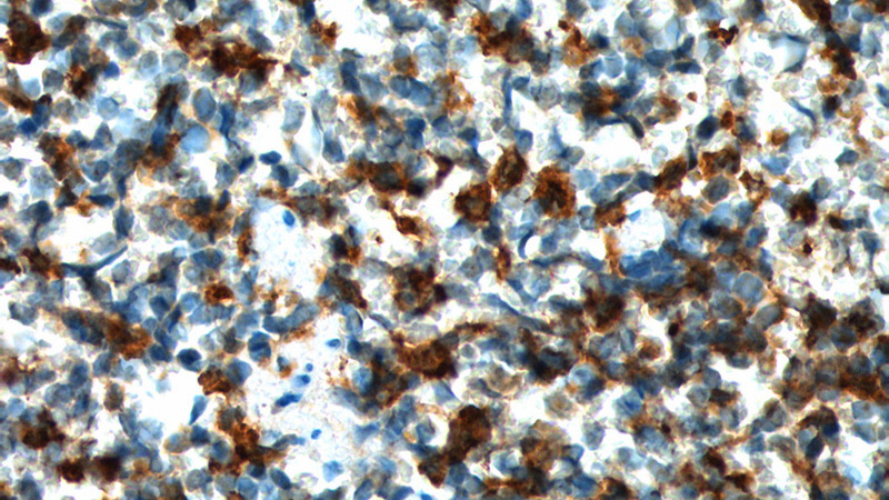 Immunohistochemistry of paraffin-embedded mouse spleen tissue slide using Catalog No:110429(F4/80 Antibody) at dilution of 1:200 (under 40x lens). heat mediated antigen retrieved with Tris-EDTA buffer(pH9).