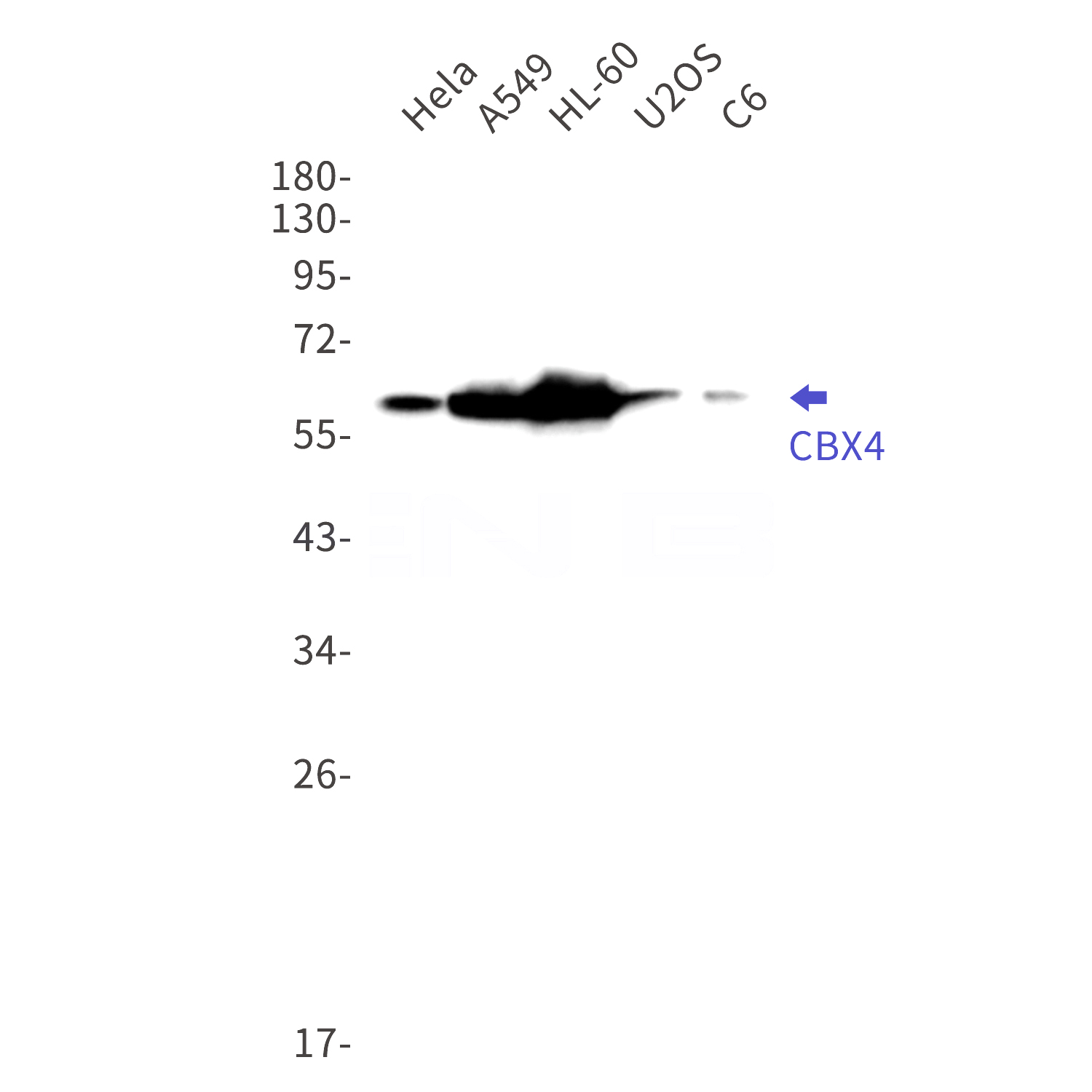 Western blot detection of CBX4 in Hela,A549,HL-60,U2OS,C6 cell lysates using CBX4 Rabbit mAb(1:1000 diluted).Predicted band size:61kDa.Observed band size:61kDa.