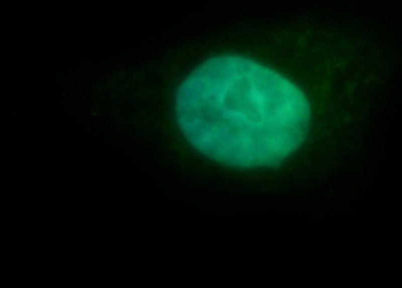 Immunofluorescent analysis of HepG2 cells, using POLR3K antibody Catalog No:114054 at 1:100 dilution and FITC-labeled donkey anti-rabbit IgG(green). Blue pseudocolor = DAPI (fluorescent DNA dye).