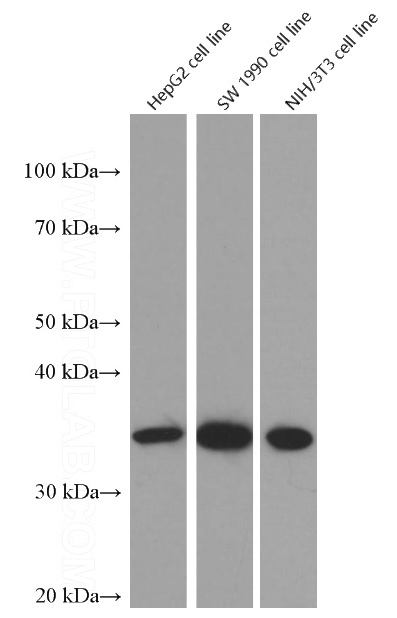 Western blot of Cyclin D1 in HepG2,SW 1990 and NIH/3T3 cell lines with Catalog No:107190 at dilution of 1:10000