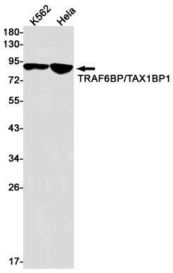 Western blot detection of TRAF6BP/TAX1BP1 in K562,Hela cell lysates using TRAF6BP/TAX1BP1 Rabbit pAb(1:1000 diluted).Predicted band size:91kDa.Observed band size:91kDa.