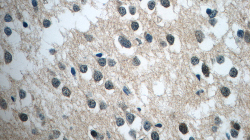 Immunohistochemistry of paraffin-embedded human brain tissue slide using Catalog No:108706(C21orf58 Antibody) at dilution of 1:50 (under 40x lens)