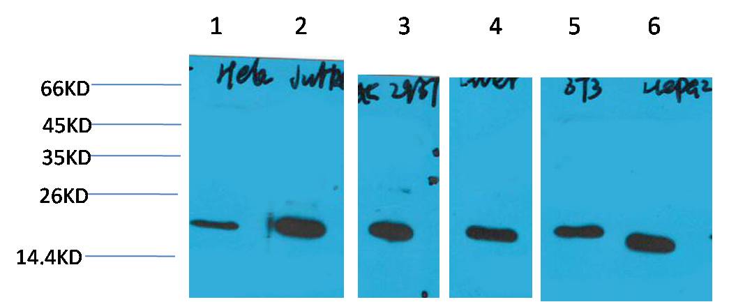 Western blot analysis of 1) Hela, 2)Jurkat, 3)293T, 4)Rat Liver Tissue, 5) 3T3, 6) HepG2 with Cyclophilin B Mouse mAb diluted at 1:2,000.