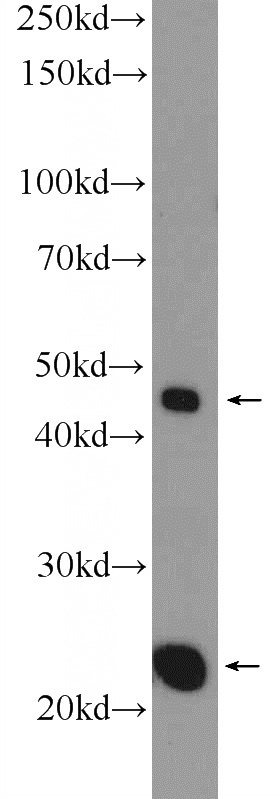 HEK-293 cells were subjected to SDS PAGE followed by western blot with Catalog No:112613(MID1IP1 Antibody) at dilution of 1:300