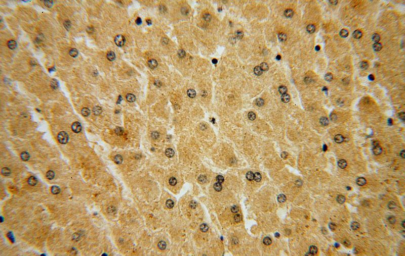 Immunohistochemical of paraffin-embedded human liver using Catalog No:114842(RPS29 antibody) at dilution of 1:100 (under 40x lens)