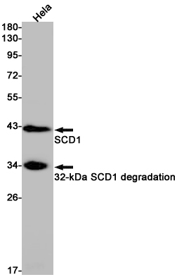 Western blot detection of SCD1 in Hela cell lysates using SCD1 Rabbit pAb(1:1000 diluted).Predicted band size:42kDa.Observed band size:37kDa.