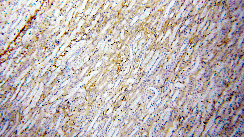 Immunohistochemical of paraffin-embedded human kidney using Catalog No:108032(APOL1 antibody) at dilution of 1:50 (under 10x lens)