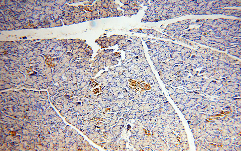 Immunohistochemical of paraffin-embedded human pancreas using Catalog No:110793(FKTN antibody) at dilution of 1:100 (under 10x lens)