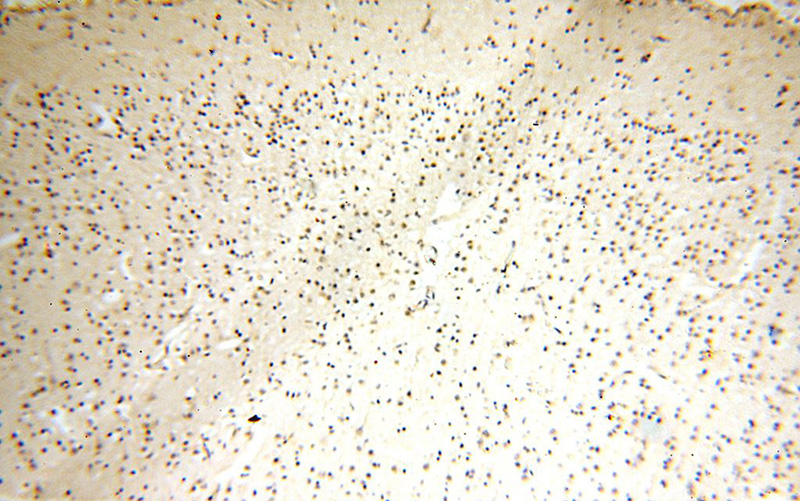 Immunohistochemical of paraffin-embedded human brain using Catalog No:110359(ERH antibody) at dilution of 1:50 (under 10x lens)