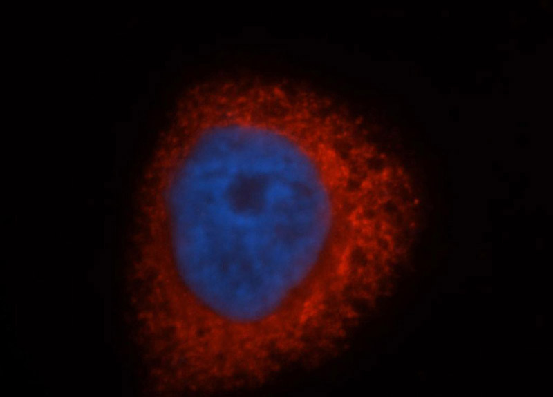 Immunofluorescent analysis of HepG2 cells, using PDIA3 antibody Catalog No:110374 at 1:50 dilution and Rhodamine-labeled goat anti-rabbit IgG (red). Blue pseudocolor = DAPI (fluorescent DNA dye).