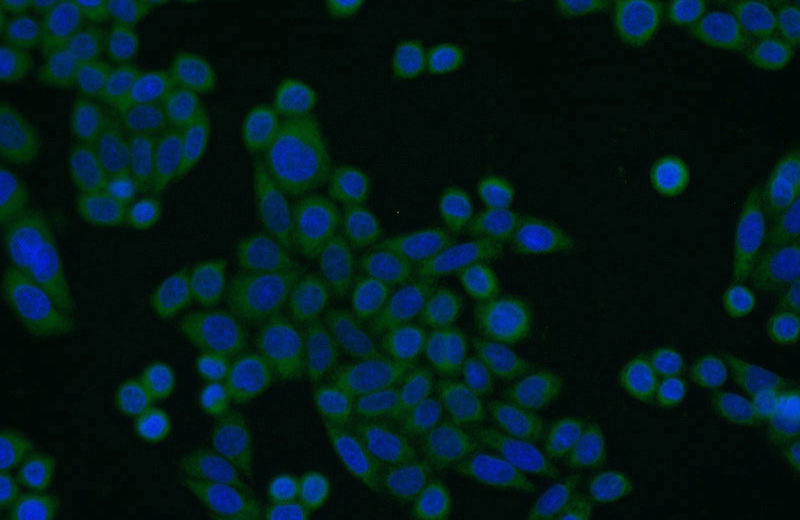 Immunofluorescent analysis of HeLa cells using Catalog No:109310(CIAPIN1 Antibody) at dilution of 1:25 and Alexa Fluor 488-congugated AffiniPure Goat Anti-Rabbit IgG(H+L)