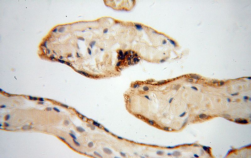 Immunohistochemical of paraffin-embedded human placenta using Catalog No:114302(PSG1 antibody) at dilution of 1:50 (under 40x lens)