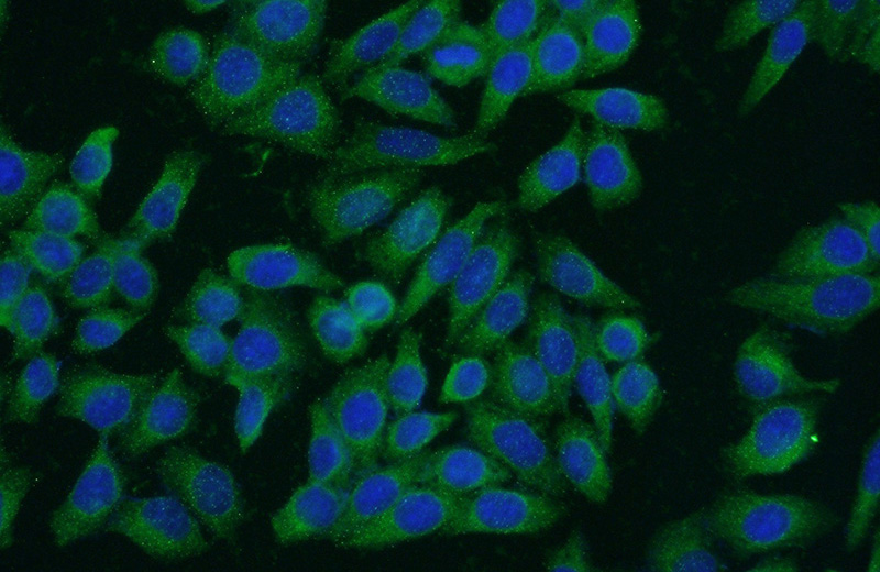 Immunofluorescent analysis of (-20oc Ethanol) fixed HeLa cells using Catalog No:114681(REEP5 Antibody) at dilution of 1:50 and Alexa Fluor 488-congugated AffiniPure Goat Anti-Rabbit IgG(H+L)