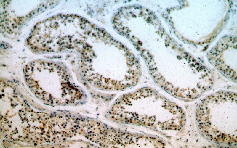 Immunohistochemical of paraffin-embedded human testis using Catalog No:112083(KLF6 antibody) at dilution of 1:200 (under 10x lens)